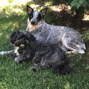 Meet your Posher, Billie jo